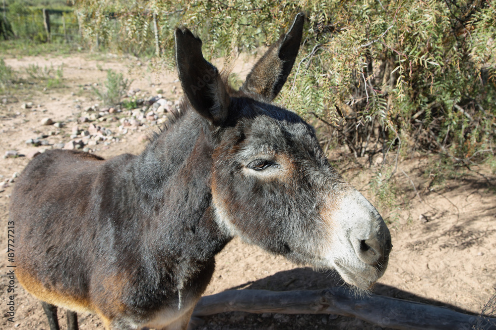 Closeup of a donkey