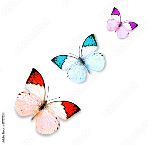 Butterfly Hebomoia glaucippe on the white isolated background