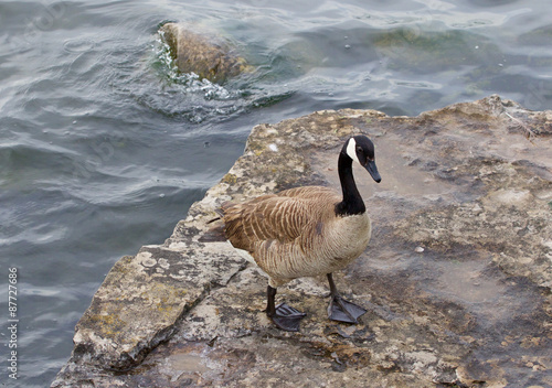 Beautiful cackling goose is staying on the rock near the water