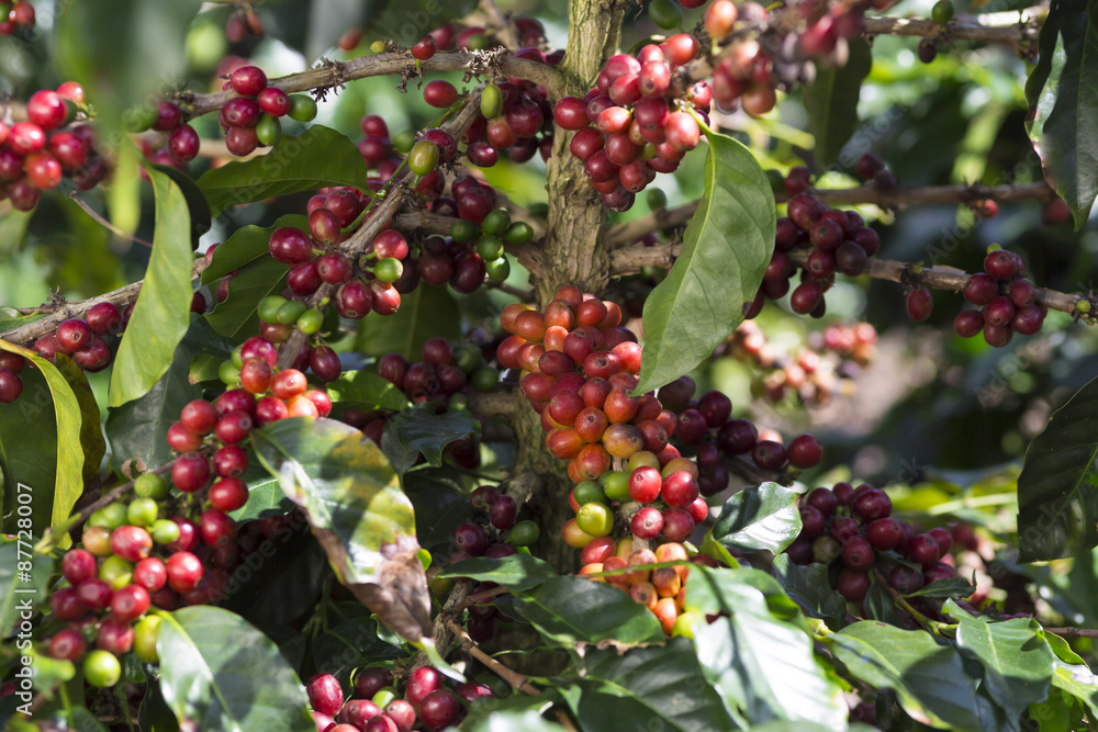 Obraz premium Ripe Coffee Bean Fruit