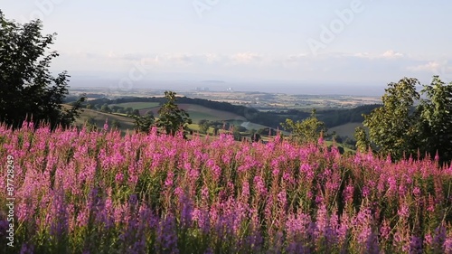 Pink flowers Quantock Hills Somerset to Hinkley Point Power station 