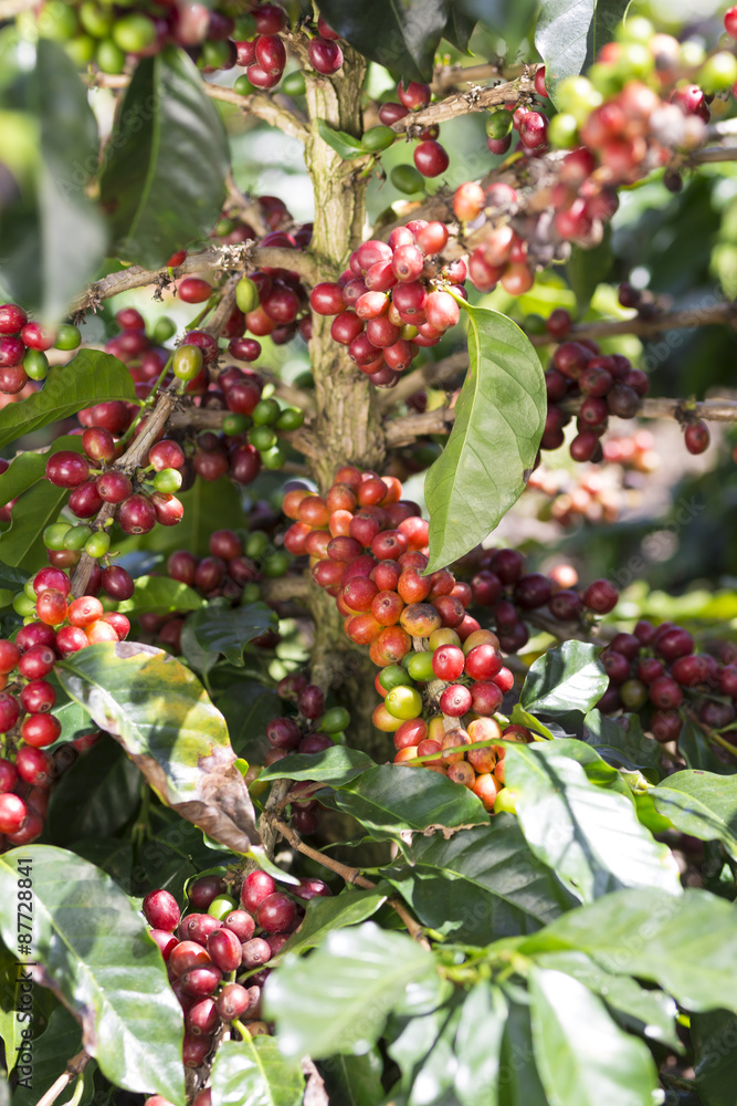 Ripe Coffee Bean Fruit Ripe Coffee Bean Fruit