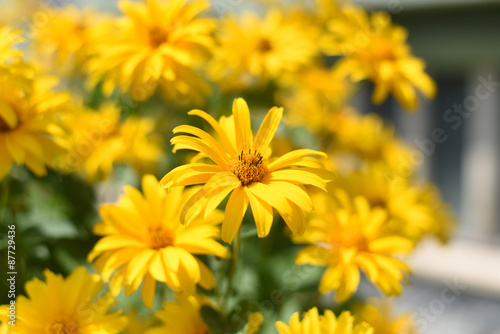 fiori gialli fiore macro 