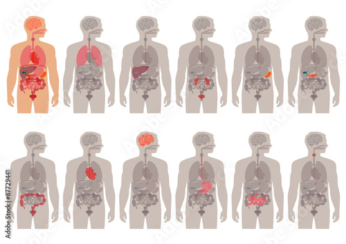 human body anatomy, vector medical organs system, 