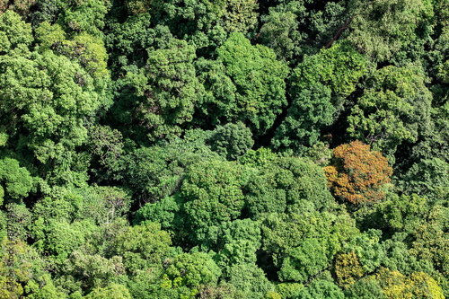 Aerial view of the forest photo