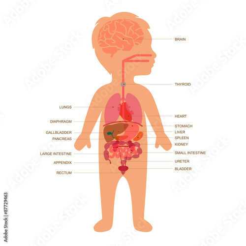 human body anatomy,  child vector medical organs system, 