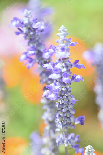 Lavender flower