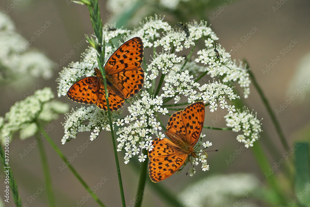 Butterfly on leaves of bushes. Butterfly on leaves of bushes.