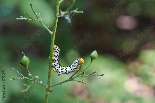 What would be a  butterfly caterpillar eats a lot. photo