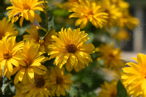 fiori gialli fiore macro 