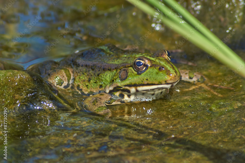 Frog in the shallow water near the shore. Frog in the shallow water near the shore.