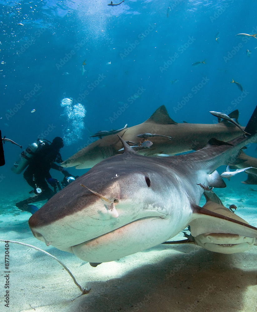 Naklejka premium Curious tiger shark swims to the diver´s camera.