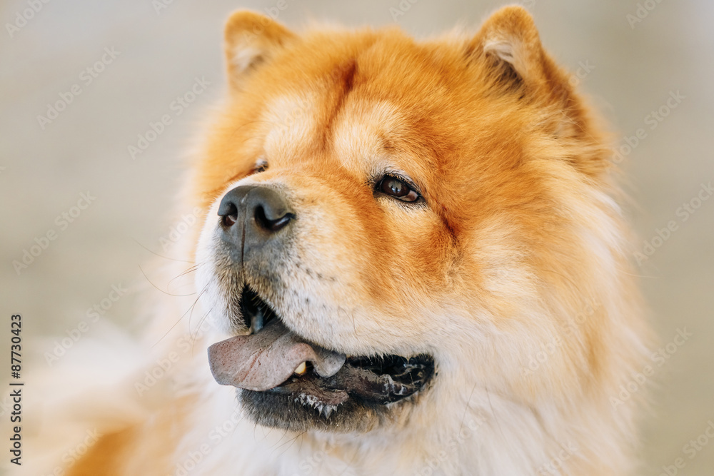 Brown Chines chow chow dog 