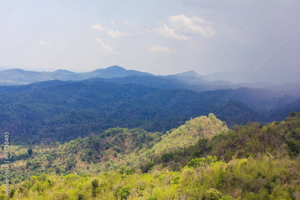 Aerial view of the forest