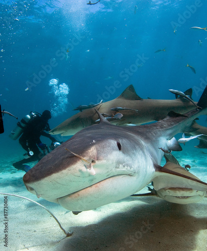 Curious tiger shark swims to the diver´s camera.