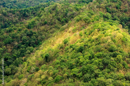Aerial view of the forest