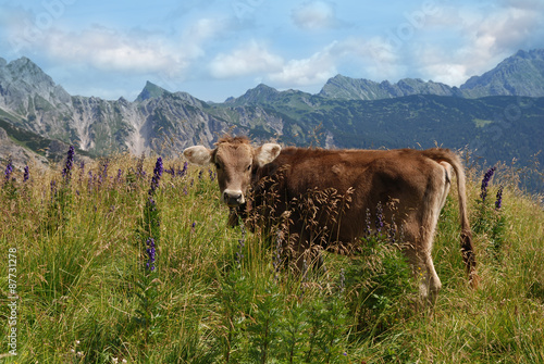 Allgäuer Kuh