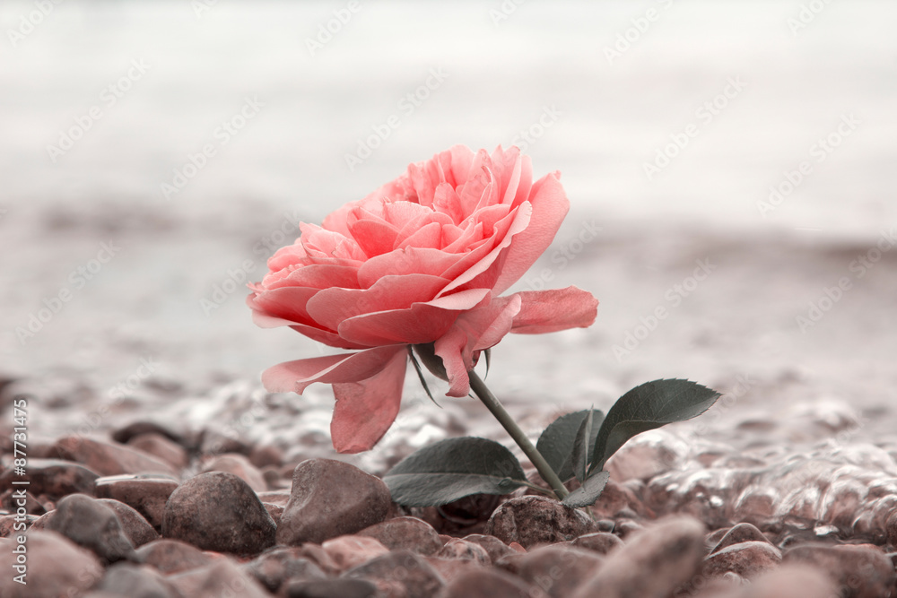 Fototapeta premium rosa Rosenblüte am Seeufer, monochrom, Design Trauerkarte