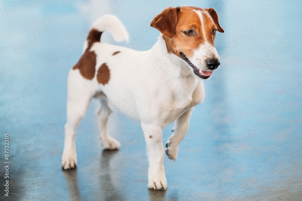 Dog jack russel terrier