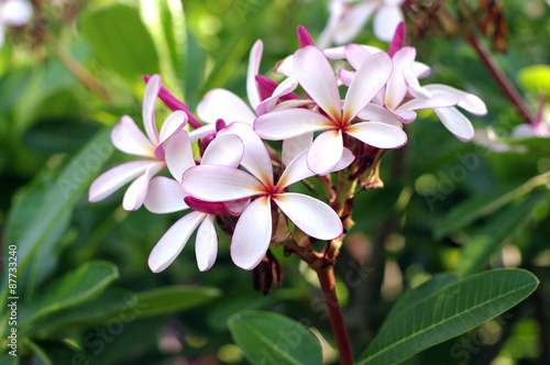 tropical pink flower