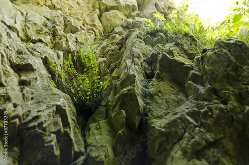 Fern in rock in a cave in sunlight