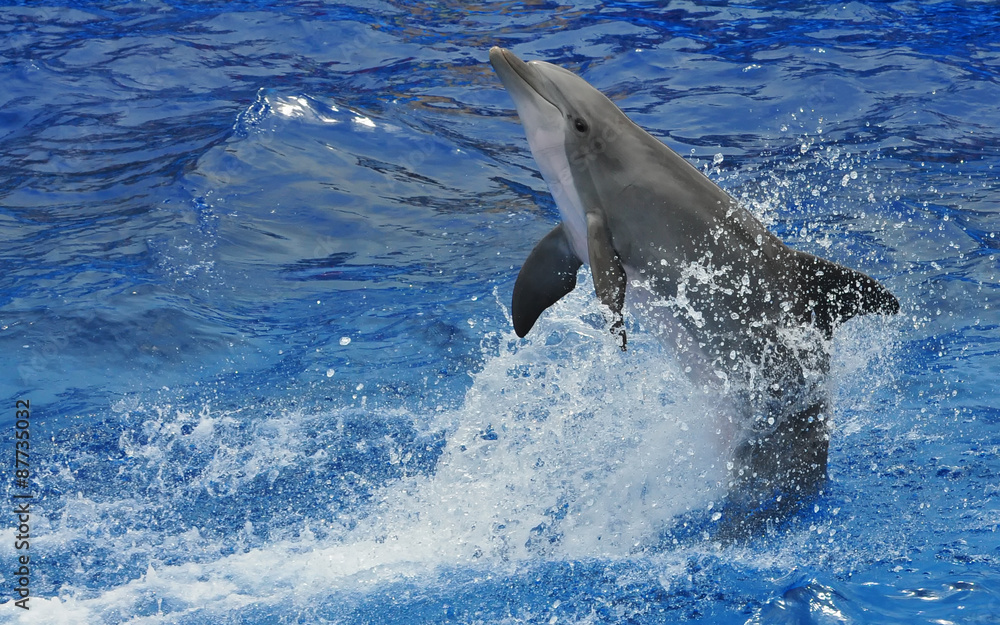 Fototapeta premium Dancing Dolphin in captivity
