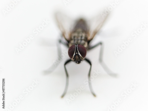 frontal view of housefly close up on whit © vvoe