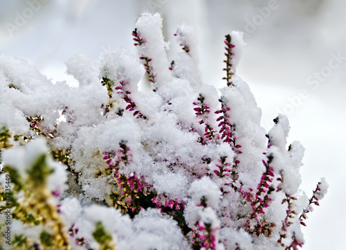 Erikapflanze mit Neuschnee photo