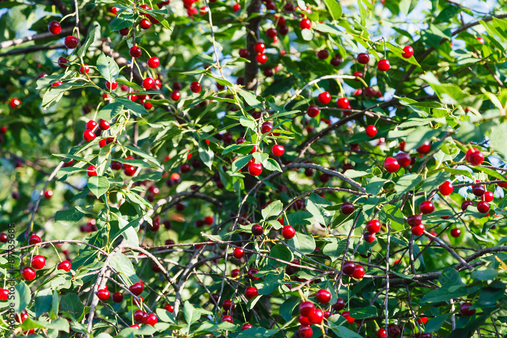 many red cherry on tree in summer many red cherry on tree in summer