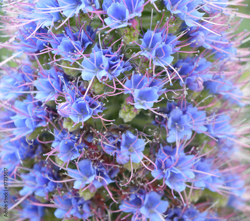 Small blue flowers close up © ginantonic