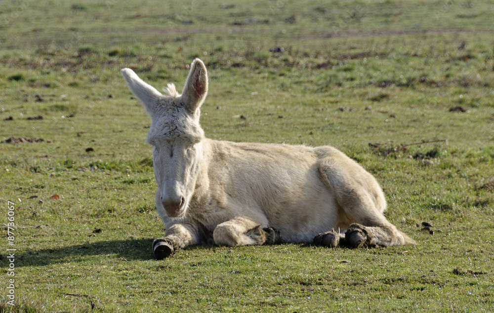 Fototapeta premium Weisser Esel auf der Weide
