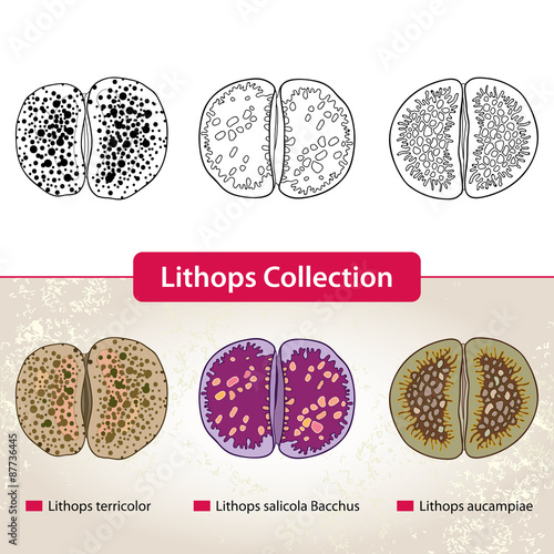 Lithops Collection #1. Series of different succulent plants