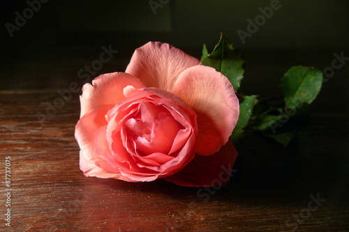 Lachsfarbene Rose auf einem Holztisch photo