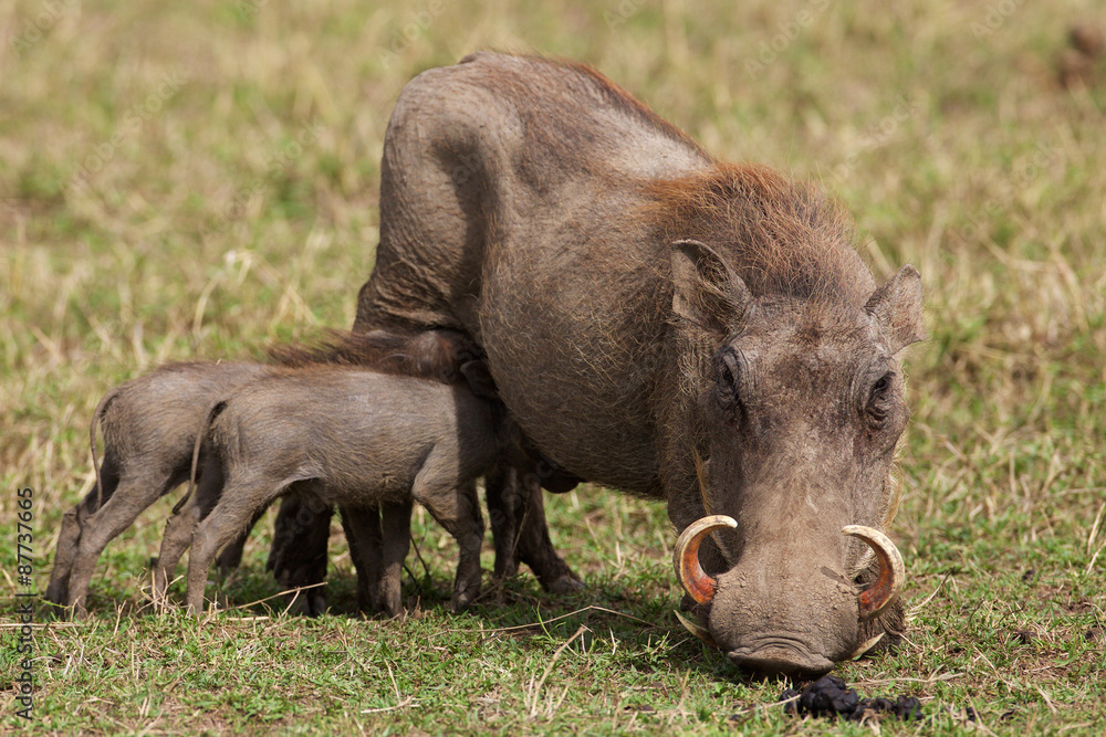 Young warthogs feeding on their mother Young warthogs feeding on their mother