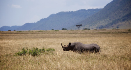Fototapete Nashorn Spitzmaulnashorn in Kenia  © bridgephotography