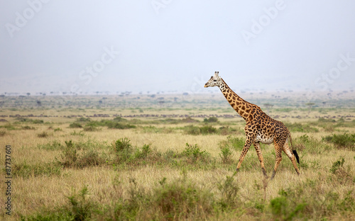 Large adult giraffe walking