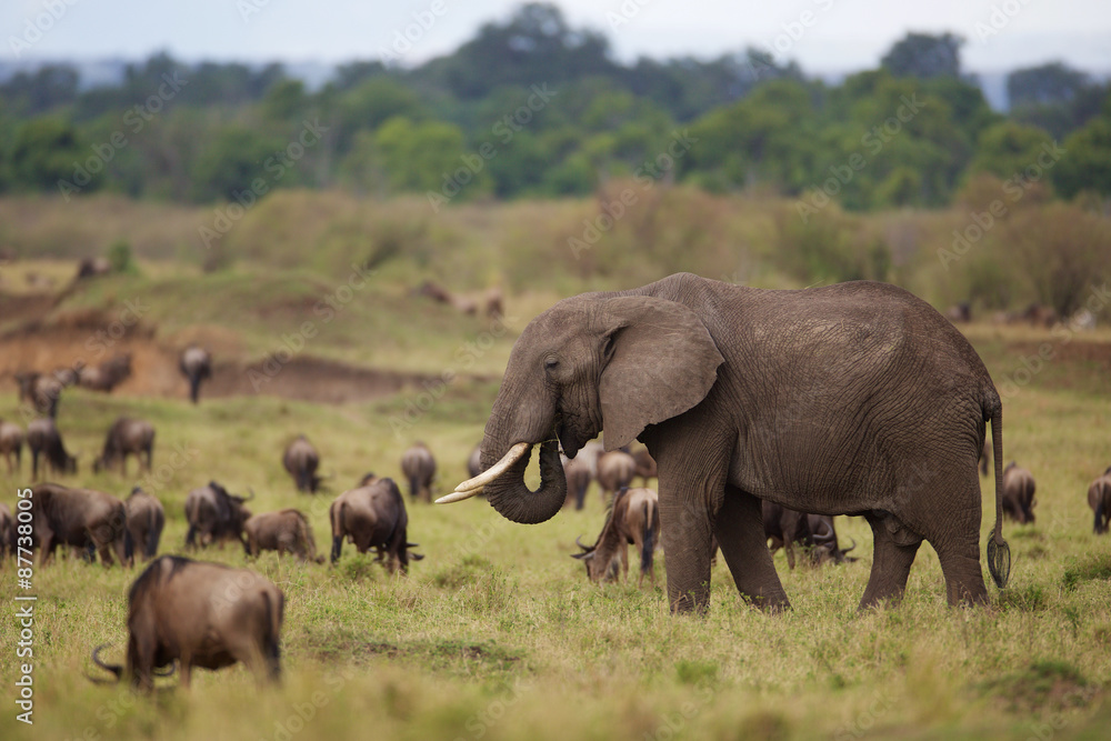 Two Large African elephants walking