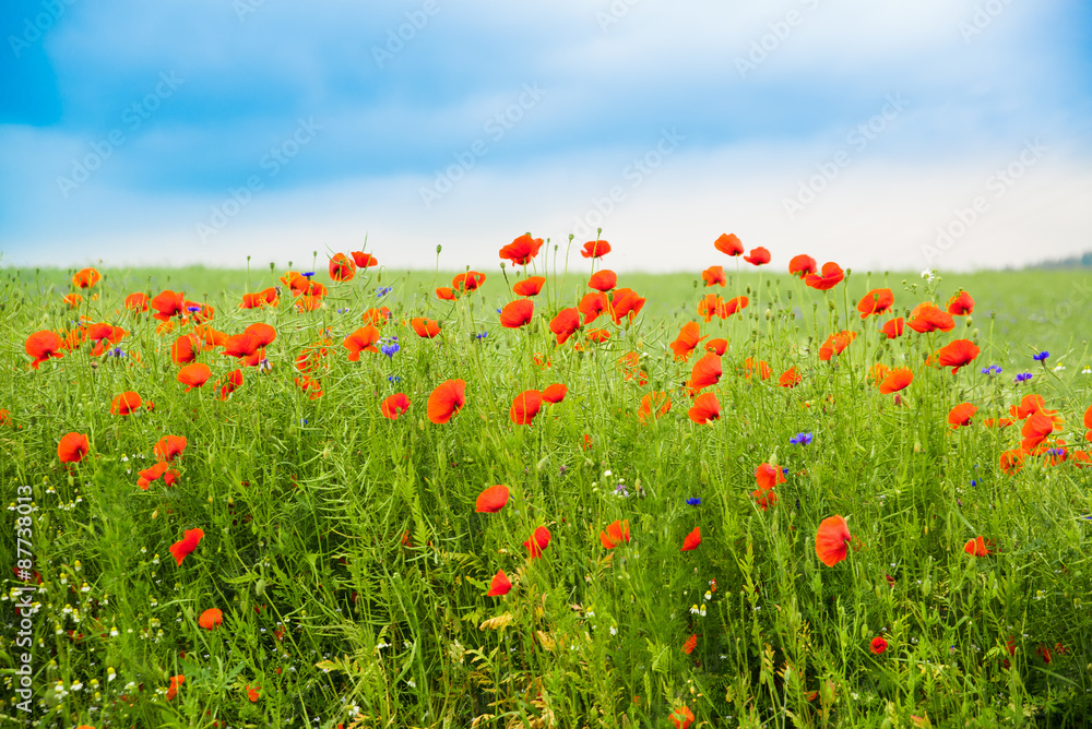 flower meadow with poppies and cornflowers