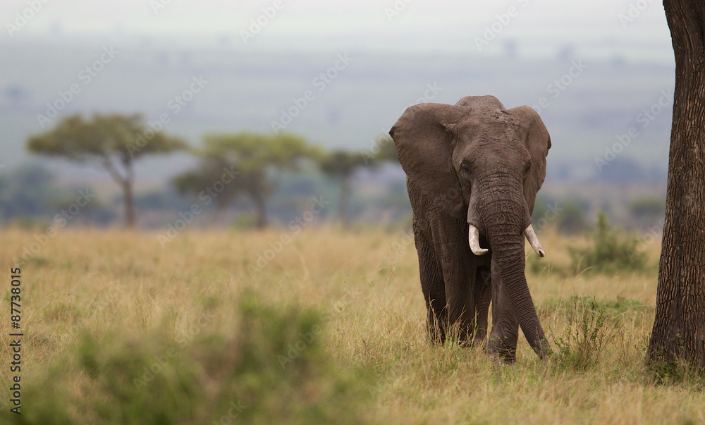 Large African elephant walking Large African elephant walking