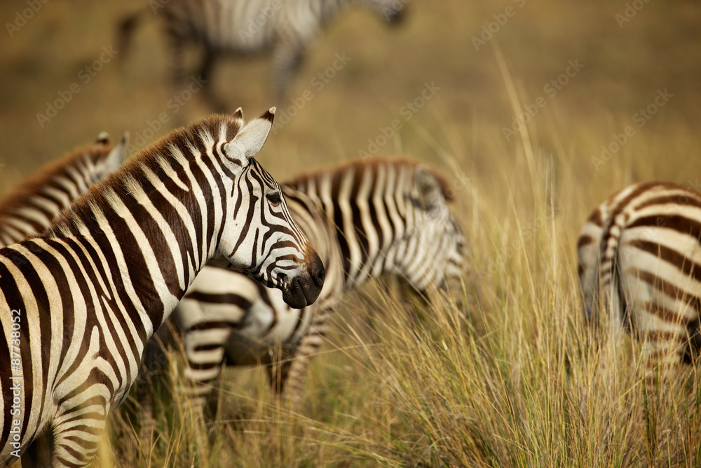 Obraz premium Zebras in long grass
