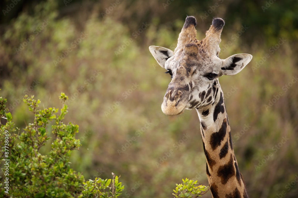 Fototapeta premium Giraffe close up of head