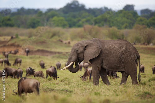 Two Large African elephants walking