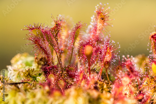 Fototapeta Naklejka Na Ścianę i Meble -  Leaf of Sundew. Sundew (Drosera) lives on swamps insects sticky leaves.