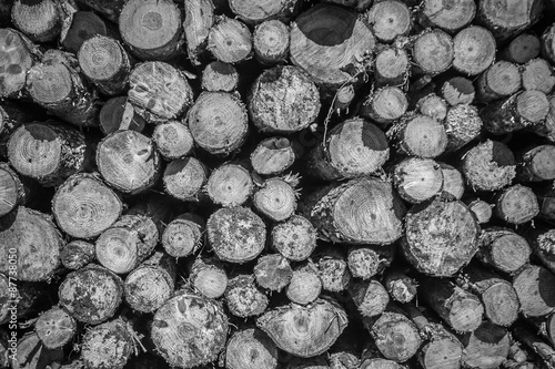 Wooden Logs Pile - Black and White
