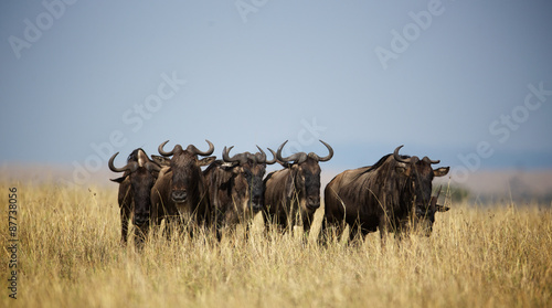 Fototapeta Naklejka Na Ścianę i Meble -  A group of wilderbeast