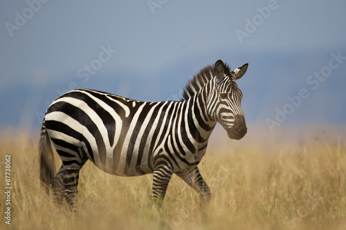 Zebra in the long grass
