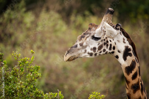 Giraffe profile © bridgephotography