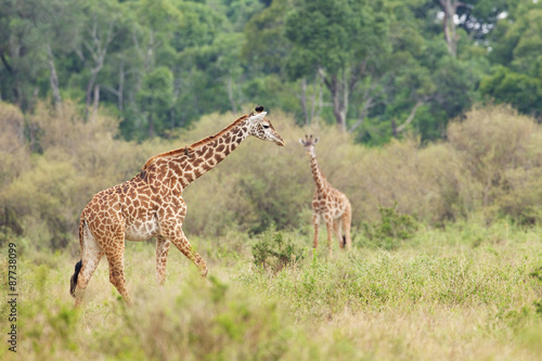 A giraffe walking in the African bush