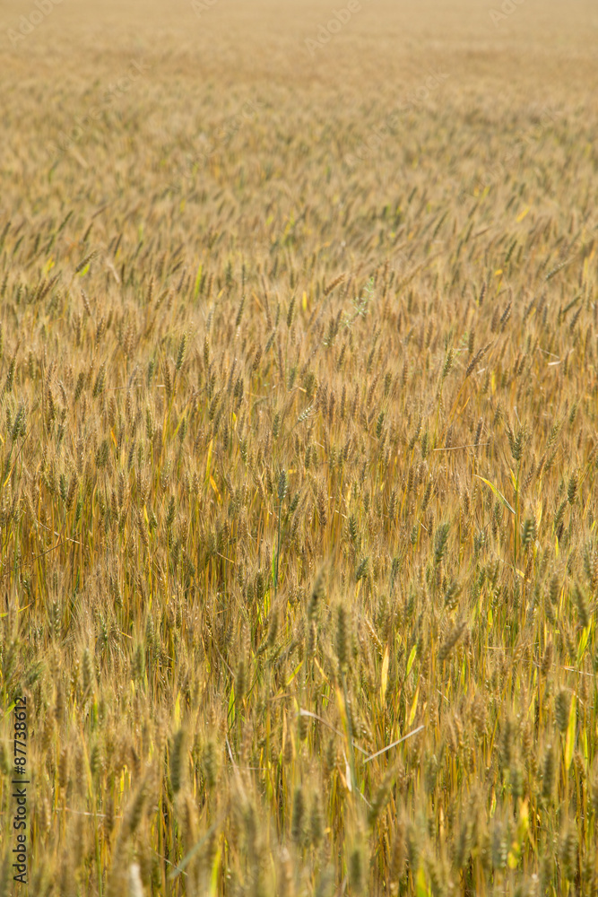 Wheat field background