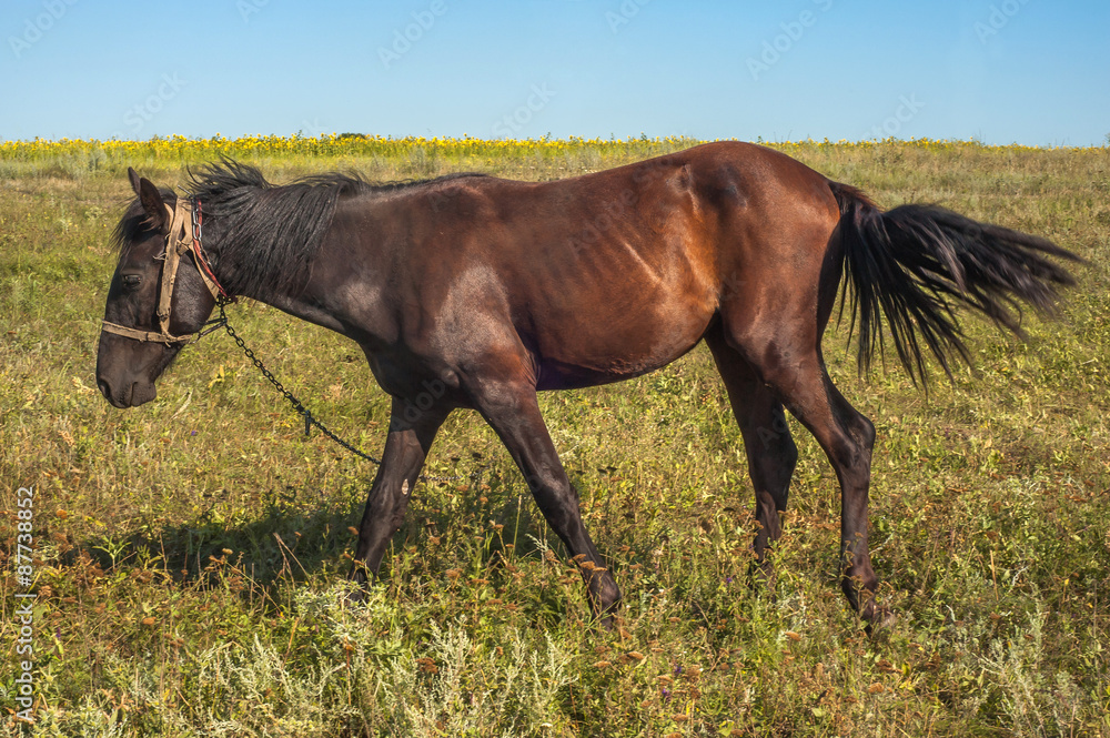 A beautiful brown horse grazes in a green grass